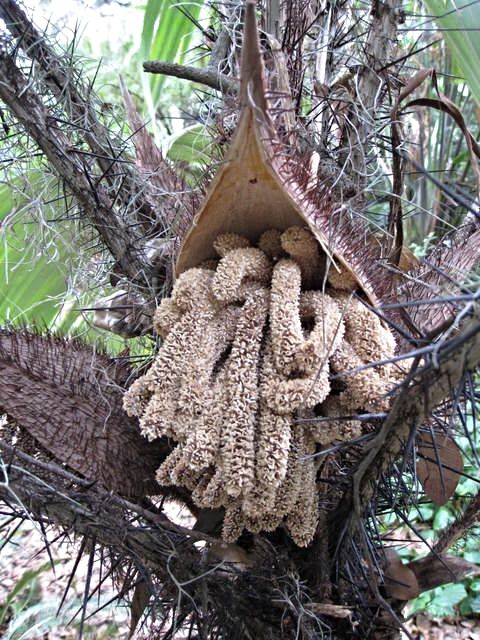 Astrocaryum mexicanum inflorescence DISCUSSING PALM TREES WORLDWIDE